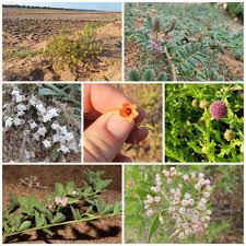 Image result for Cynanchum mossambicense