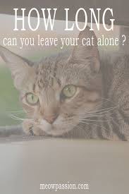 Want To Leave Your Cat Alone Tips And Recommendations Meowpassion Cat Parenting Cats Cat Toilet Training
