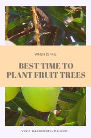 Do you have a screenshot you can show of them? When Is The Best Time To Plant Fruit Trees In Hot Climates Garden Of Luma
