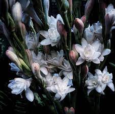 Tuberose Attar Tuberose Sandalwood And Yuzu Shibui Attars Series Sandalwood Flower Aesthetic Tuberose