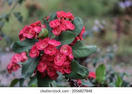 Image result for Euphorbiaceae