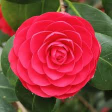 Google Rare Flowers Rare Flower Camellia Flower