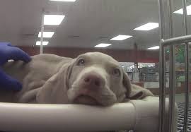 How much do dogs at petland cost? Hsus Undercover Investigation Reveals More Sick Dead Puppies At Petland Stores A Humane World
