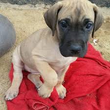 Find great dane in dogs & puppies for rehoming | 🐶 find dogs and puppies locally for sale or adoption in ontario : Best Akc Great Dane Pups For Sale In Pagosa Springs Colorado For 2021