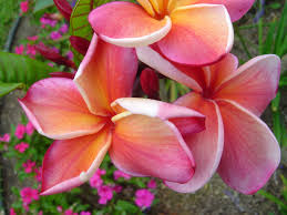 Gina Plumeria Hibiscus Fleurs Exotiques Frangipanier