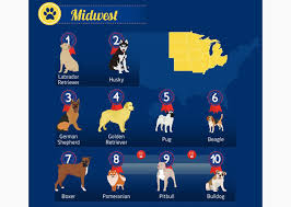 Most Popular Dog Breeds In The United States By Region