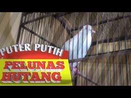 Ini Dia Burung Puter Putih Pelunas Hutang By Palamas Channel