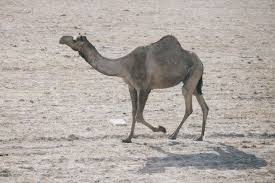 Here's our most hilarious memes collection that's guaranteed to give blessed wednesday coffee meme. Wonderfully Witty Quotes And Sayings About Camels Quotabulary