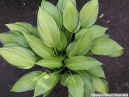 Hosta ' june fever ' has yellow leaves with a green margin and is a medium hosta that has pale lavender flowers and grows in sun and shade. Myhostas Database Info About Hosta June Fever