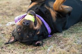 Maybe you would like to learn more about one of these? Access Veterinary Care Affordable Vet Clinic In Minneapolis Crystal Area