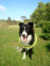 Black And White Sheepdog Breeds Frisbee Time Border Collie Border Collie Black And White Dog Puppies