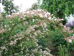 Image result for Kolkwitzia amabilis