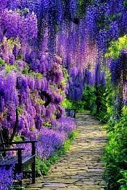 Magnificent Colors Of Wisteria Beautiful Flowers Video Beautiful Flowers Flower Video Wisteria