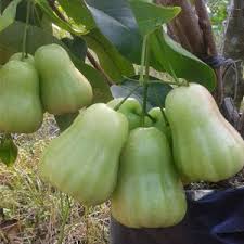 Maybe you would like to learn more about one of these? Jenis Tanaman Jambu Air Keunggulanya