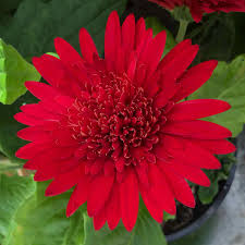 Image result for Gerbera viridifolia