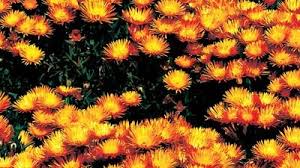Image result for Lampranthus