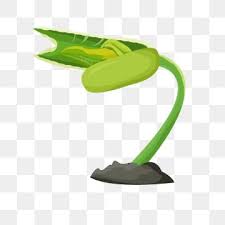 Maybe you would like to learn more about one of these? Germination Png Images Vector And Psd Files Free Download On Pngtree