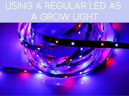 Check spelling or type a new query. Can Regular Led Lights Be Used As Grow Lights Greenhouse Today