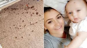 Young mum's flat plagued with thousands of maggots which seeped through the  floorboards after neighbour's rotting corpse lay undiscovered