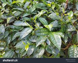 Image result for Theaceae