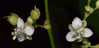 Image result for Murdannia