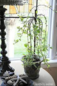 Table of contents salix caprea pendula care hardiness 00:37 selection 00:53 planting 01:20 liabilities 01:36. Northern Nesting Household Plants House Plants Indoor Plants