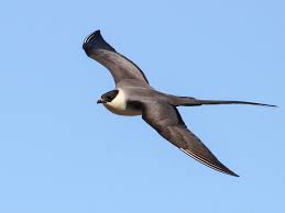 Image result for Striga junodii