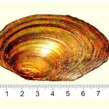 Bildergebnis für Sergei Shekhovtsov