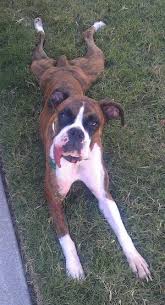 Boxer Dog Breed Pictures 10 You may chat and learn what breed. boxer dog breed pictures 10