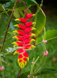 Maybe you would like to learn more about one of these? Beautiful Flowers And Plants Of Costa Rica Con Imagenes Flores Silvestres Flores Plantas