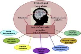 Maybe you would like to learn more about one of these? Impact Of Neuroimmune Activation Induced By Alcohol Or Drug Abuse On Adolescent Brain Development Sciencedirect