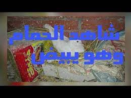 شاهد الحلقه31 كيف يبنى الحمام عشه من البدايه حتى يبيض الحمام youtube