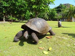 7 Things You Didn'T Know About Aldabra Giant Tortoises