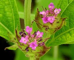 Image result for Lantana ukambensis