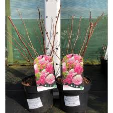 Image result for hydrangea paniculata vanille fraise