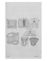 Image result for Aneilema plagiocapsa