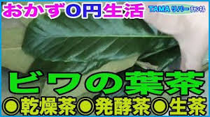 おかず０円生活 夏はビワの葉茶を飲もう 乾燥茶 発酵茶 生茶 Youtube