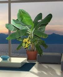 Check spelling or type a new query. Dwarf Cavendish Banana Tree Banana Tree Fast Growing Trees Banana Plants