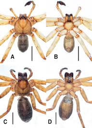 Image result for Sinopteridaceae