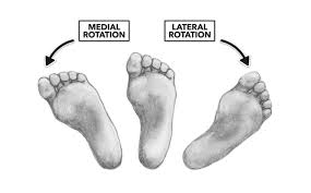 According to anatomical convention, your shoulder is flexing when you bring your. Crossfit Movement About Joints Part 7 The Ankle