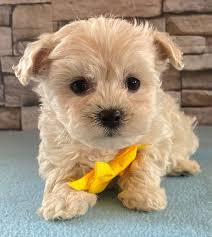 A dog hybrid, traditionally called a crossbred dog , is one with two purebred parents of different breeds. Maltipoo Puppies For Sale Reasonable Adoption Rates