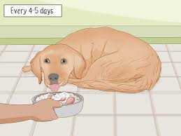 How To Prepare Home Cooked Food For Your Dog 12 Steps
