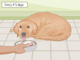 how to prepare home cooked food for your dog 12 steps