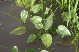 Image result for Heteranthera callifolia