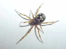 Image result for Tridactyle stevartiana