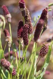 Image result for Buchnera subglabra