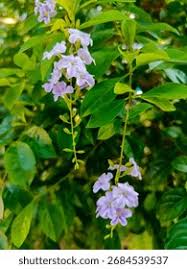 Image result for Verbenaceae