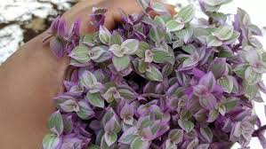 Repens is an herbaceous species which has been widely cultivated as an ornamental in gardens and yards in tropical and subtropical regions from. How To Care Callisia Rosato Or Pink Lady Youtube