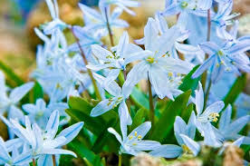 These zones are based on the average lowest winter temperatures in your area. Top 10 Winter Bloomers For Your Flower Garden Birds And Blooms