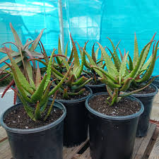 Image result for Aloe carnea